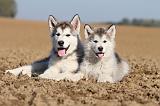 ALASKAN MALAMUTE 205